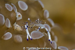 glass shrimp
(1x Seacam achromatic lens) by Thomas Bannenberg 